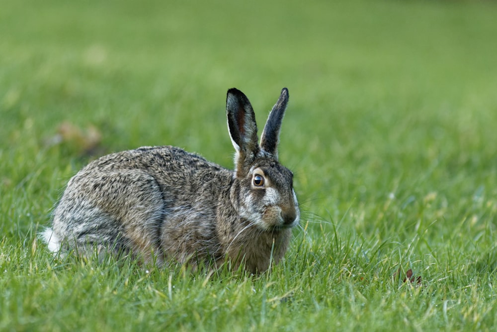 brown hare on green grass