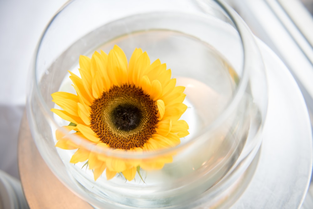 sunflower in glass bowl