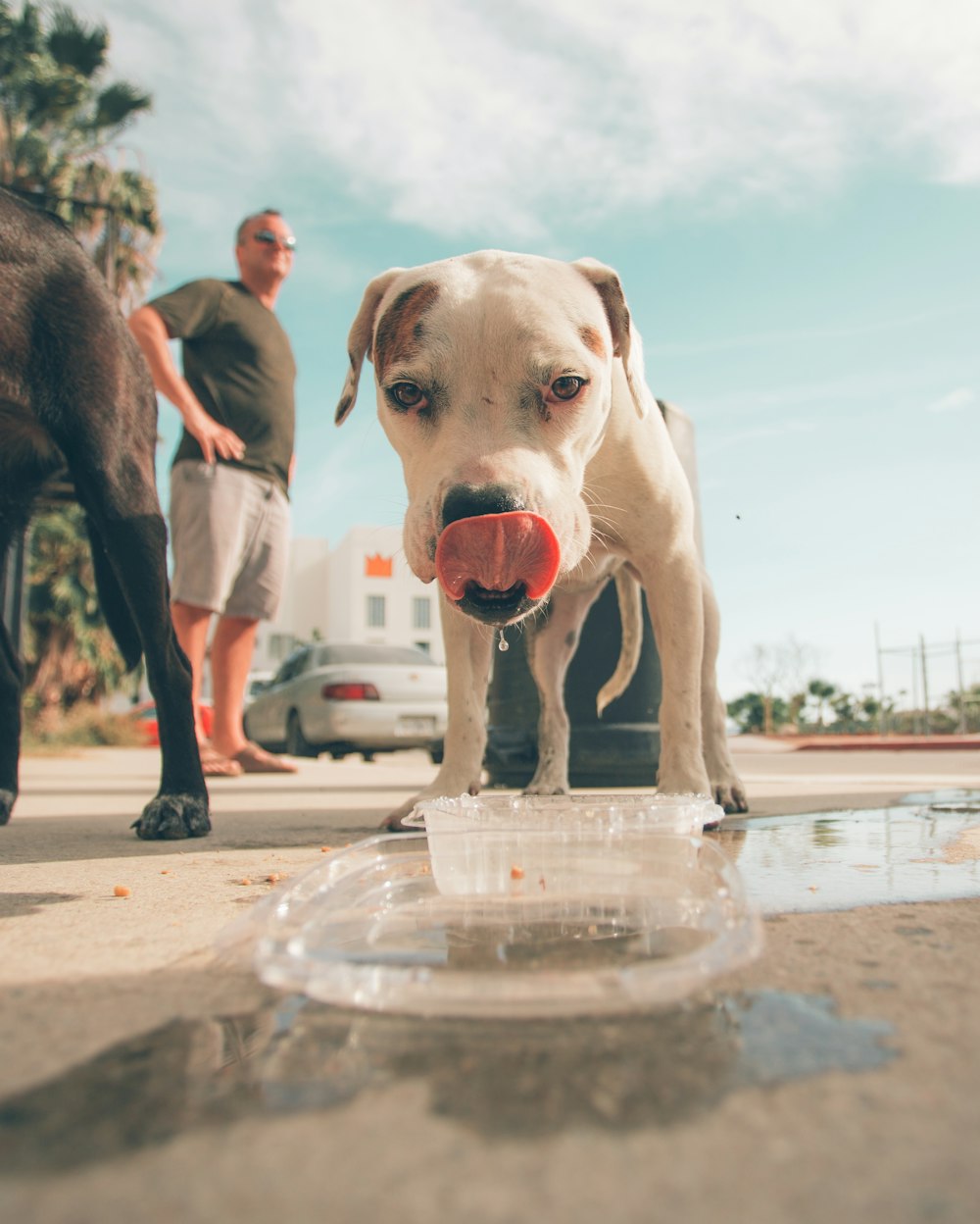 Mann steht in der Nähe des Hundes