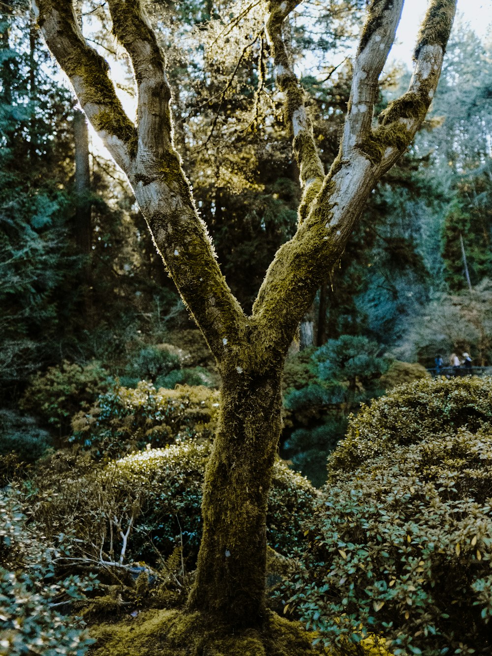 foto de árvore trun