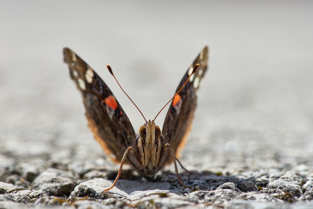 low-angle photography of brown moth on gravels