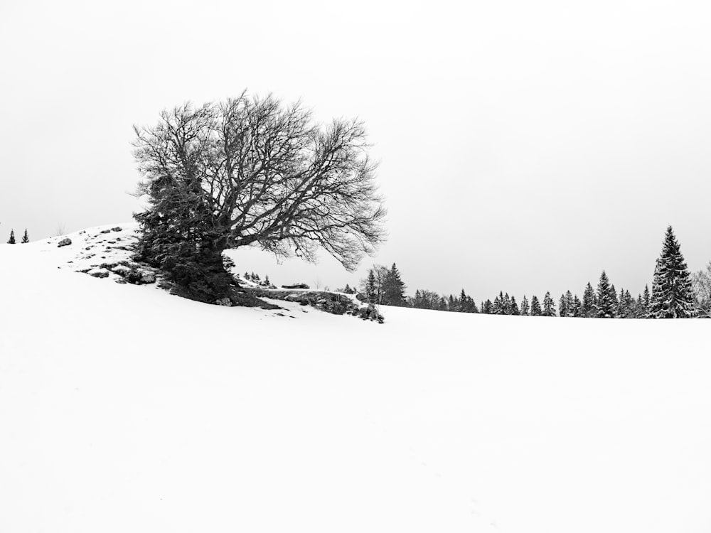 grayscale photography of bare trees on snow field during daytime