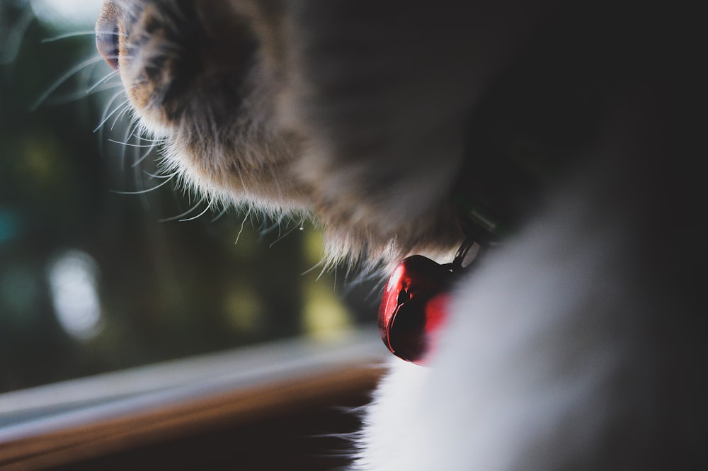 selective focus photograph of red cat's collar