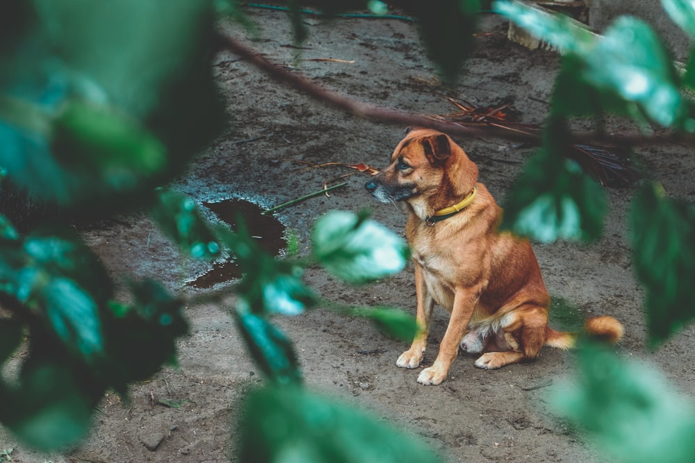 selective focus photography of dog sitting on floor