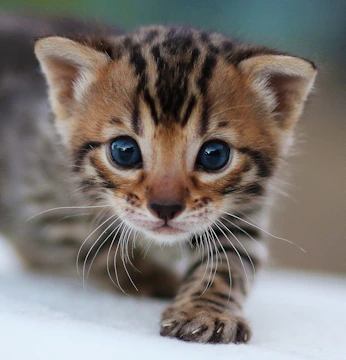 A sequence showing Bobo evolving from a small kitten to a more confident virtual companion.