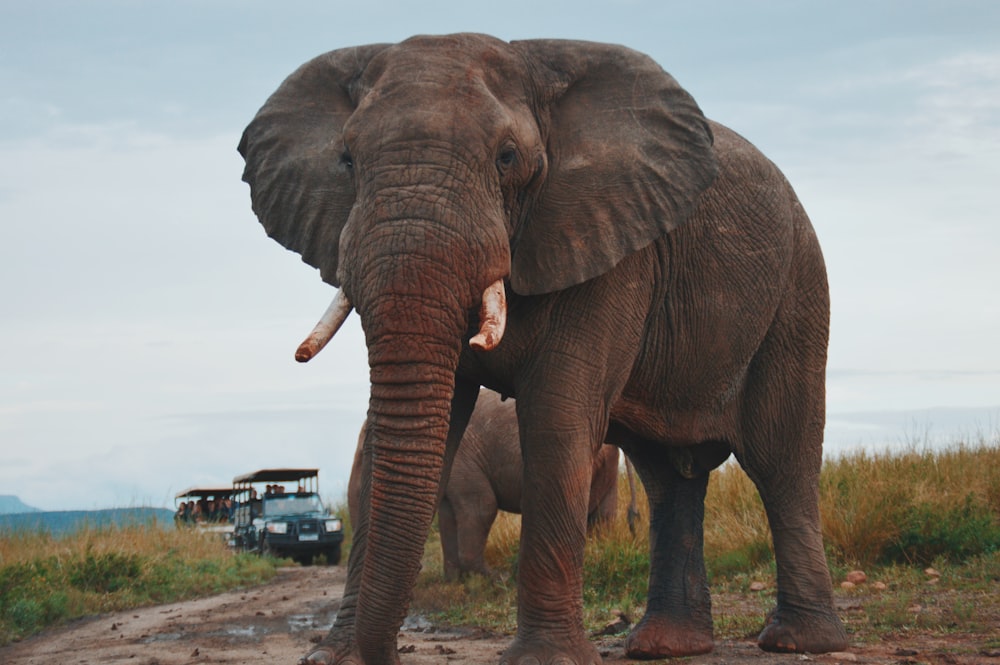 two elephants walking on ground near people riding vehicle