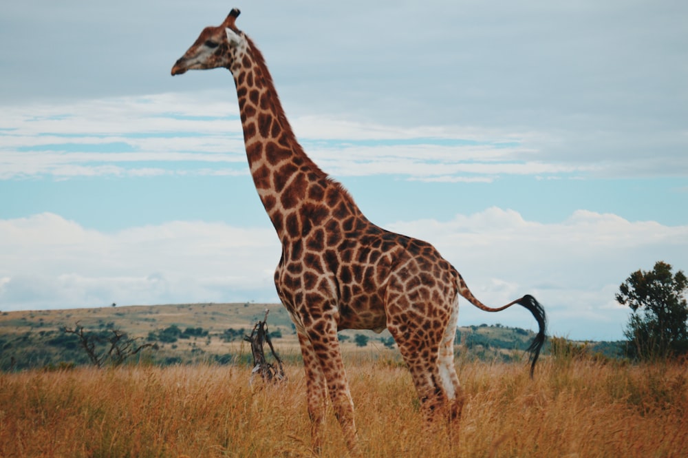 Fotografia de vida selvagem de uma girafa