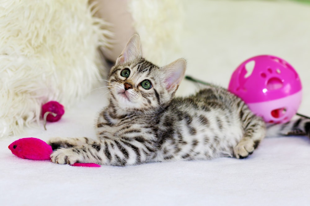 gray kitten sitting on floor