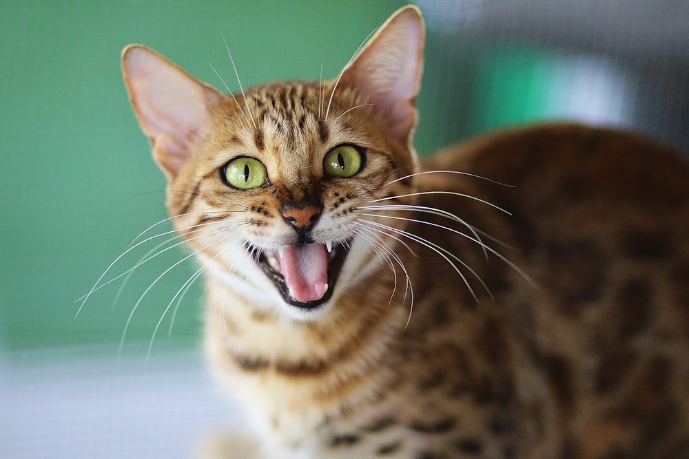 Fotografía de enfoque superficial de gato marrón