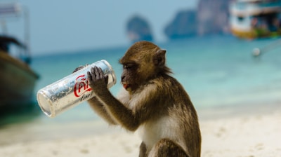 brown primate holding Coca-Cola can