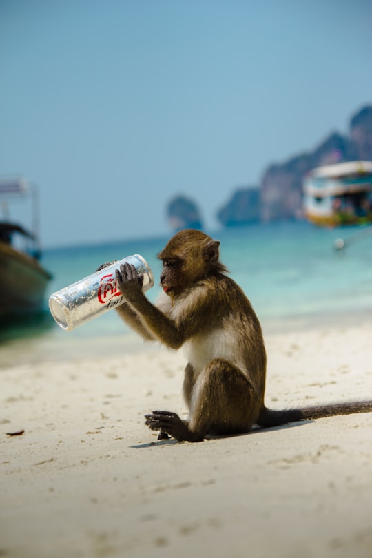 brown primate holding Coca-Cola can in Phi Phi Islands Thailand