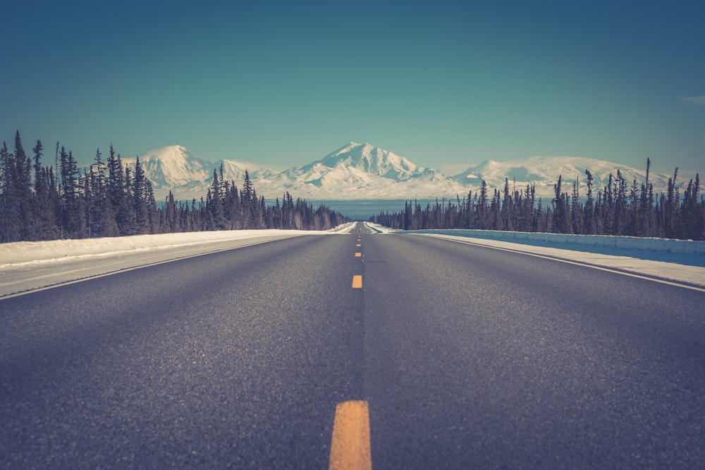 asphalt road between trees under blue clear sky during daytime