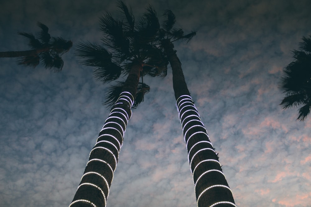 palm tree silhouette