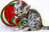 A playful tabby kitten interacts with a colorful spiral toy. The kitten is small, with distinct black and grey stripes, and it appears to be nibbling on or playing with the toy. The toy features bright red and green colors, creating a contrast with the kitten's fur.