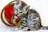 A playful tabby kitten interacts with a colorful spiral toy. The kitten is small, with distinct black and grey stripes, and it appears to be nibbling on or playing with the toy. The toy features bright red and green colors, creating a contrast with the kitten's fur.