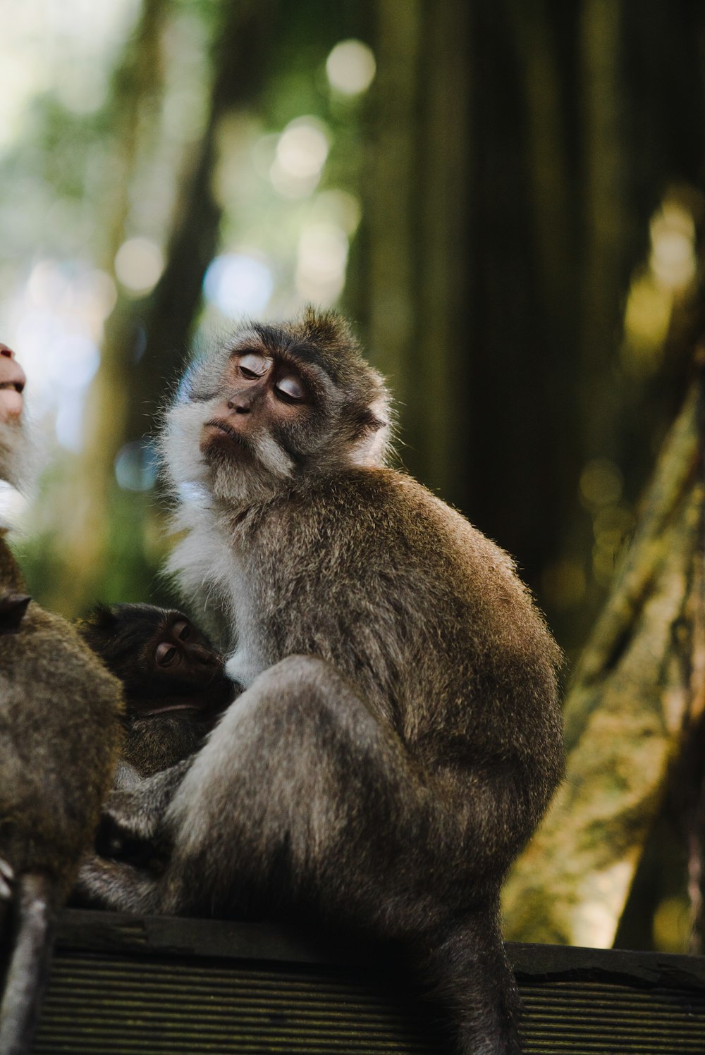 foto de dois macacos marrons na superfície preta