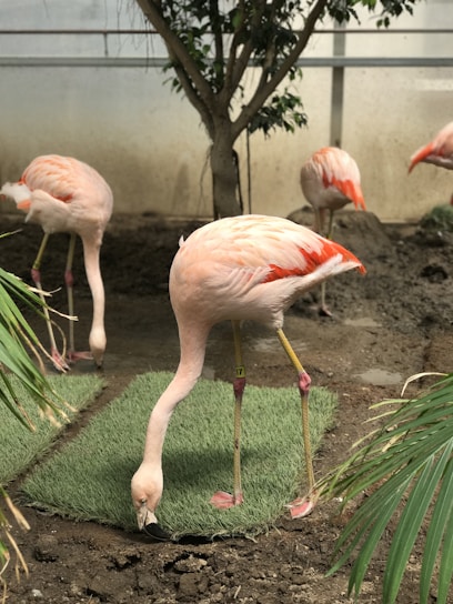 Several flamingos with pink and white feathers are standing and grazing on small patches of artificial grass within a fenced enclosure. The setting includes a tree and some green plants, suggesting a simulated natural environment.
