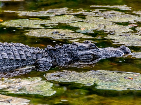 A crocodile is partially submerged in water, with its textured skin and eyes just above the surface. Green vegetation floats around its body, creating a natural habitat setting.