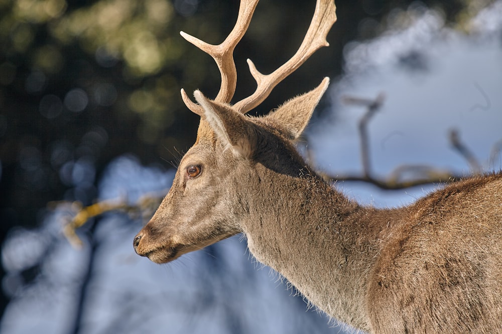 closeup photo of reindeer