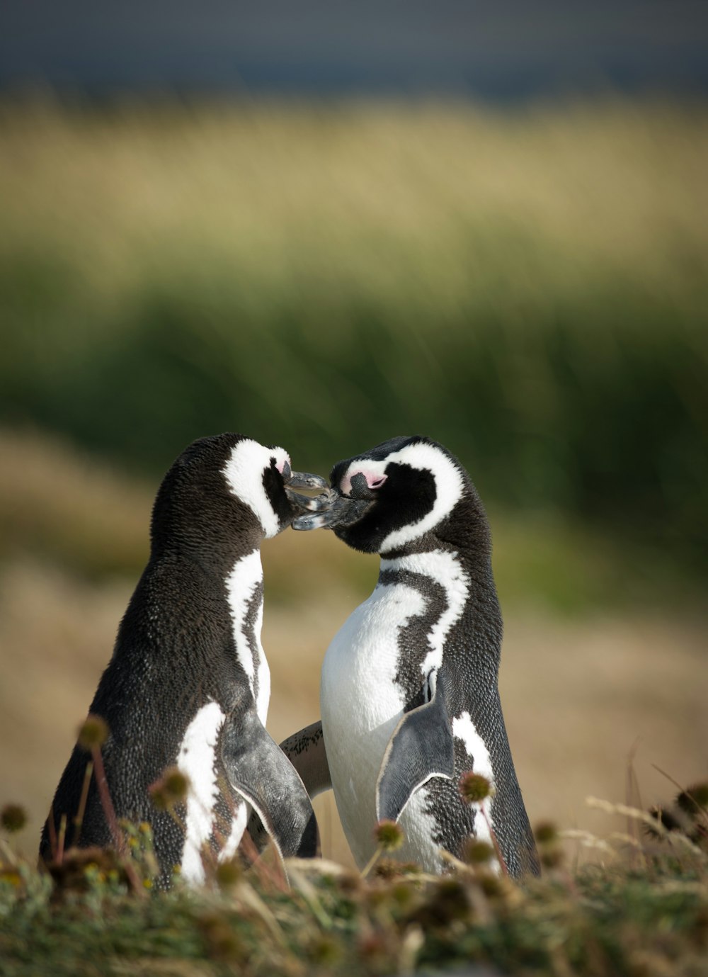 due pinguini neri su erba verde