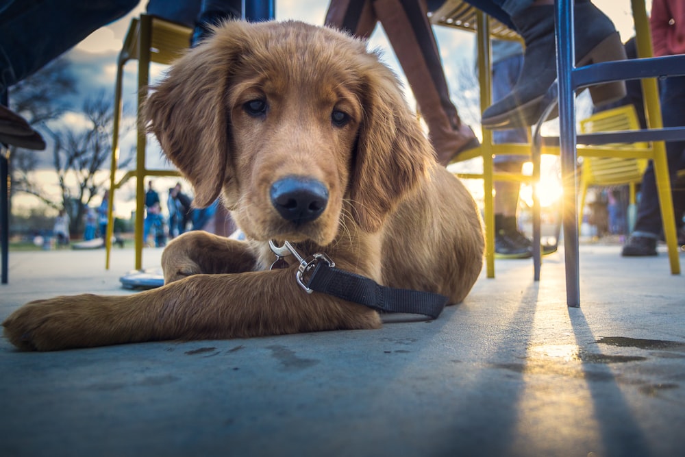 tan short-coated dog