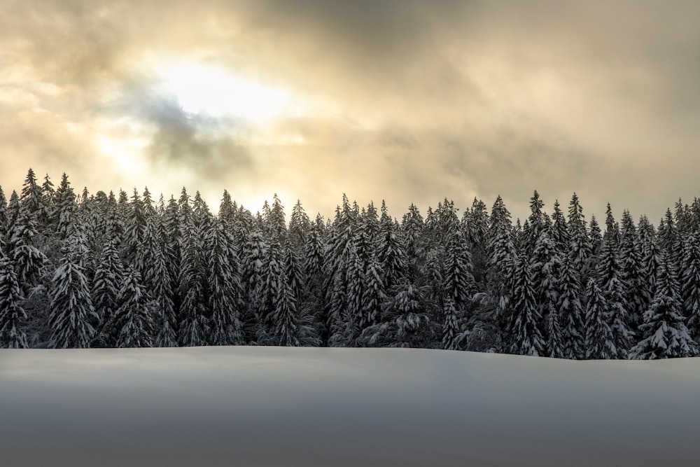 green leafed trees coated snow