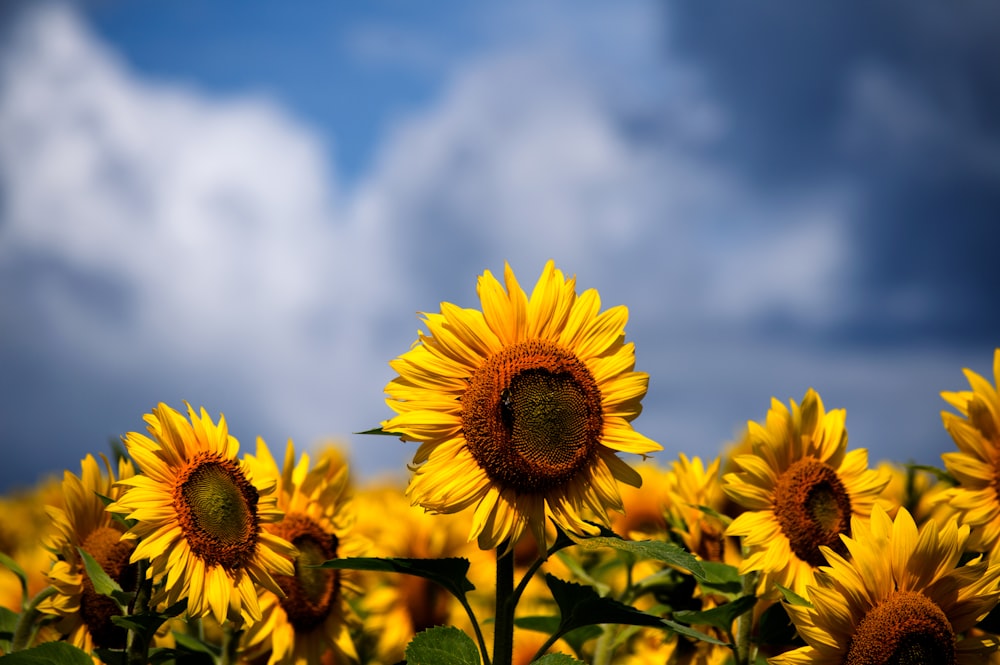 Fotografía de enfoque selectivo de lecho de girasoles