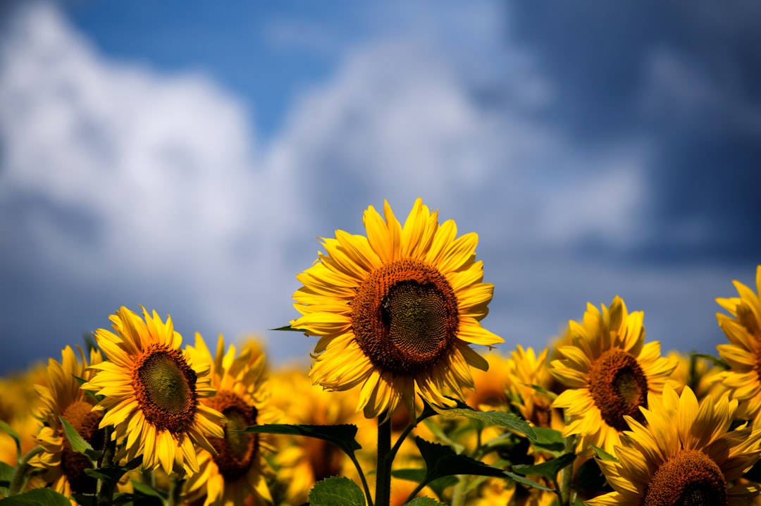 selective focus photography of bed of sunflowers