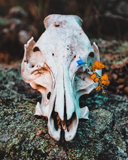 yellow flowers on animal skull on rock