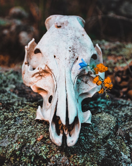 yellow flowers on animal skull on rock