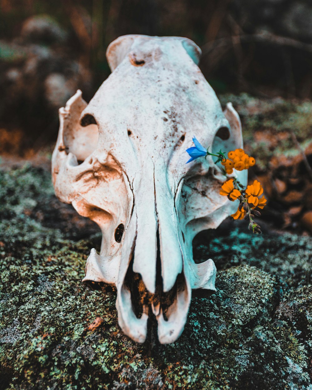 yellow flowers on animal skull on rock
