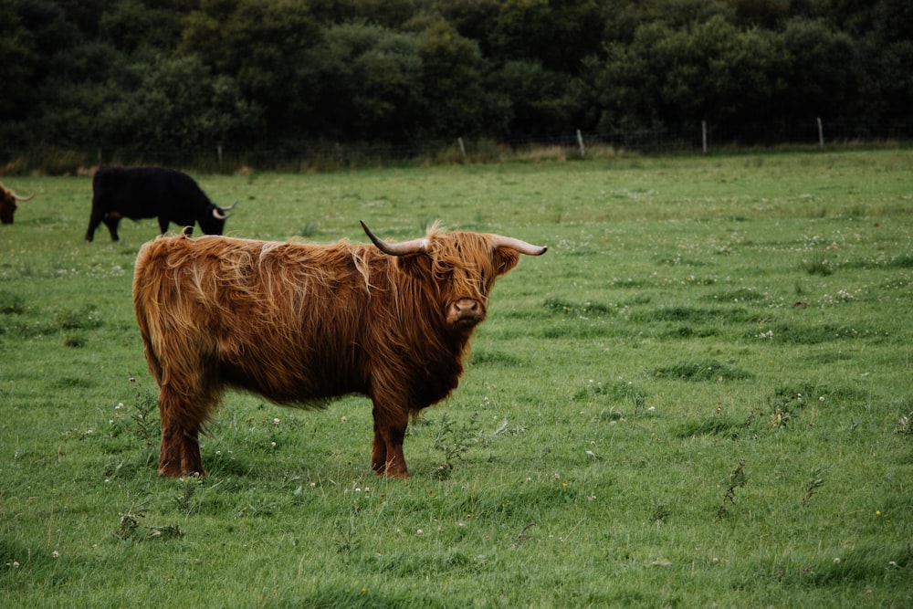 brown highland cow standing green grass field during daytime