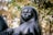 A polished black sculpture depicting a serene human figure with softly rounded features, located outdoors against a backdrop of blurred trees and greenery.