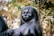 A polished black sculpture depicting a serene human figure with softly rounded features, located outdoors against a backdrop of blurred trees and greenery.