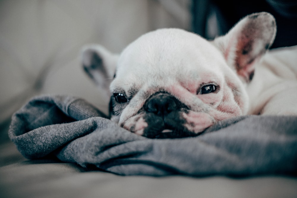white French bulldog puppy laying on gray textile