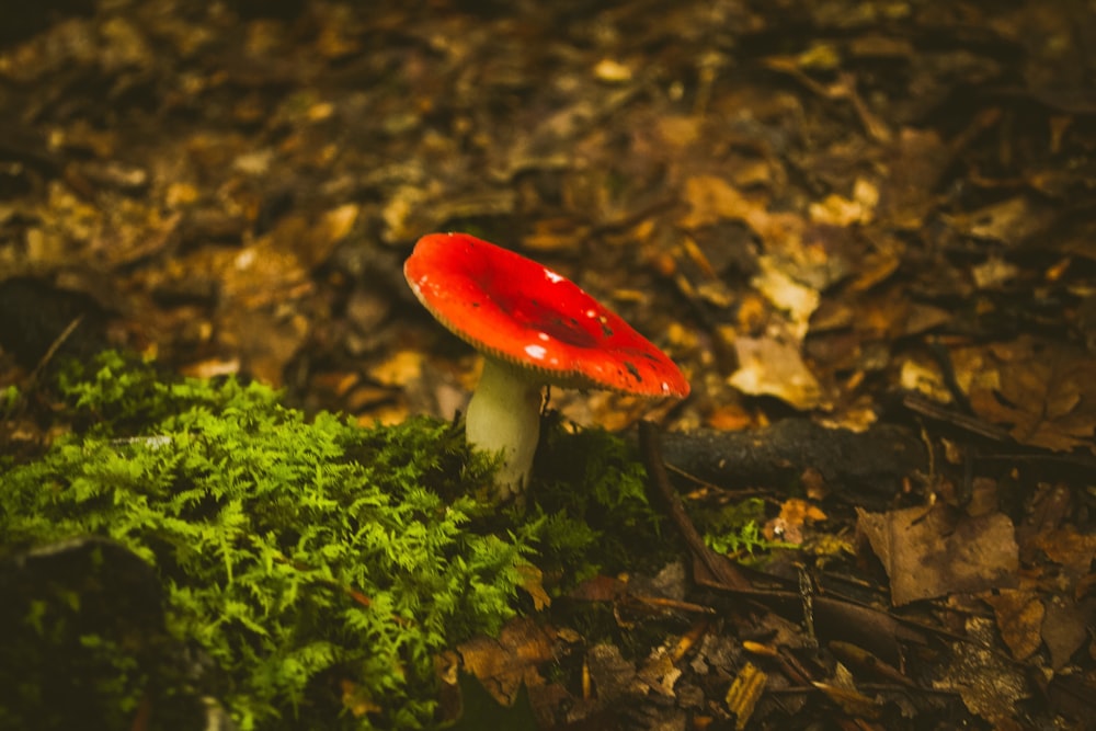 red and white mushroom on root