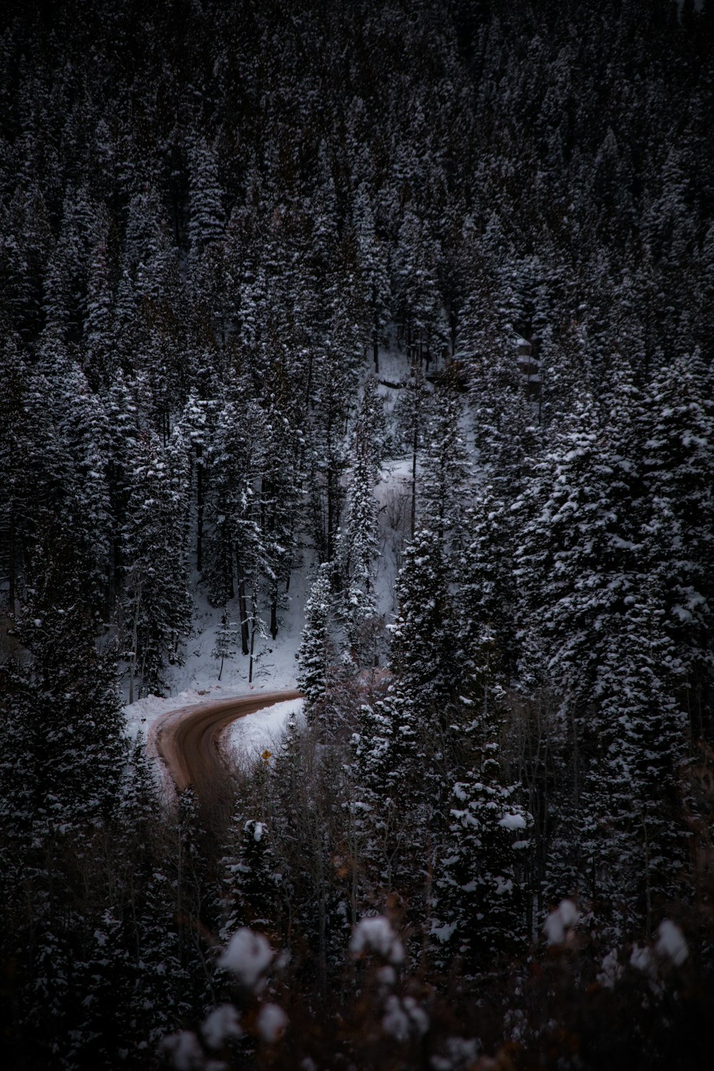 Fotografía de vista aérea de una carretera rodeada de árboles cubiertos de nieve