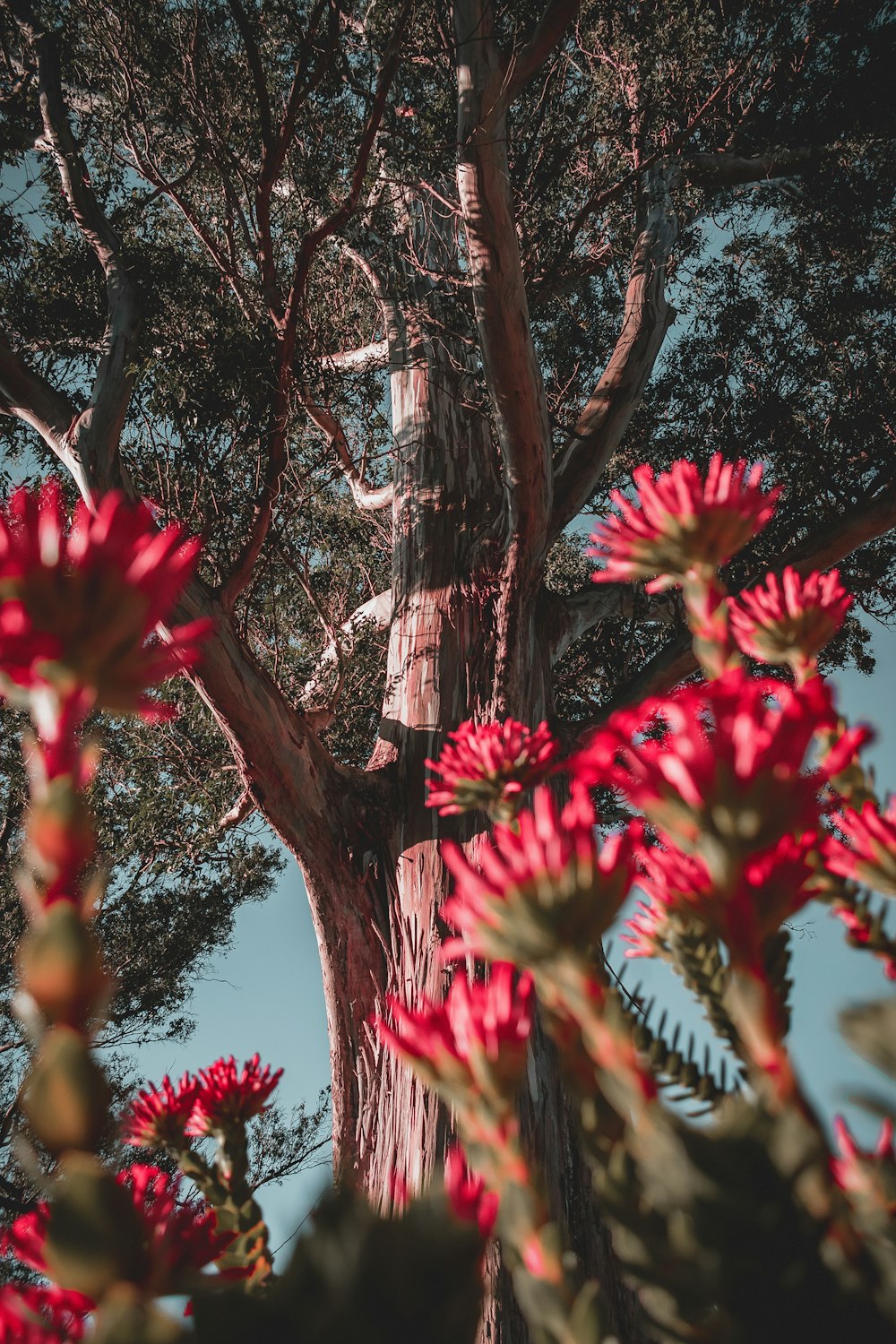 boccioli di fiori rossi sotto l'albero