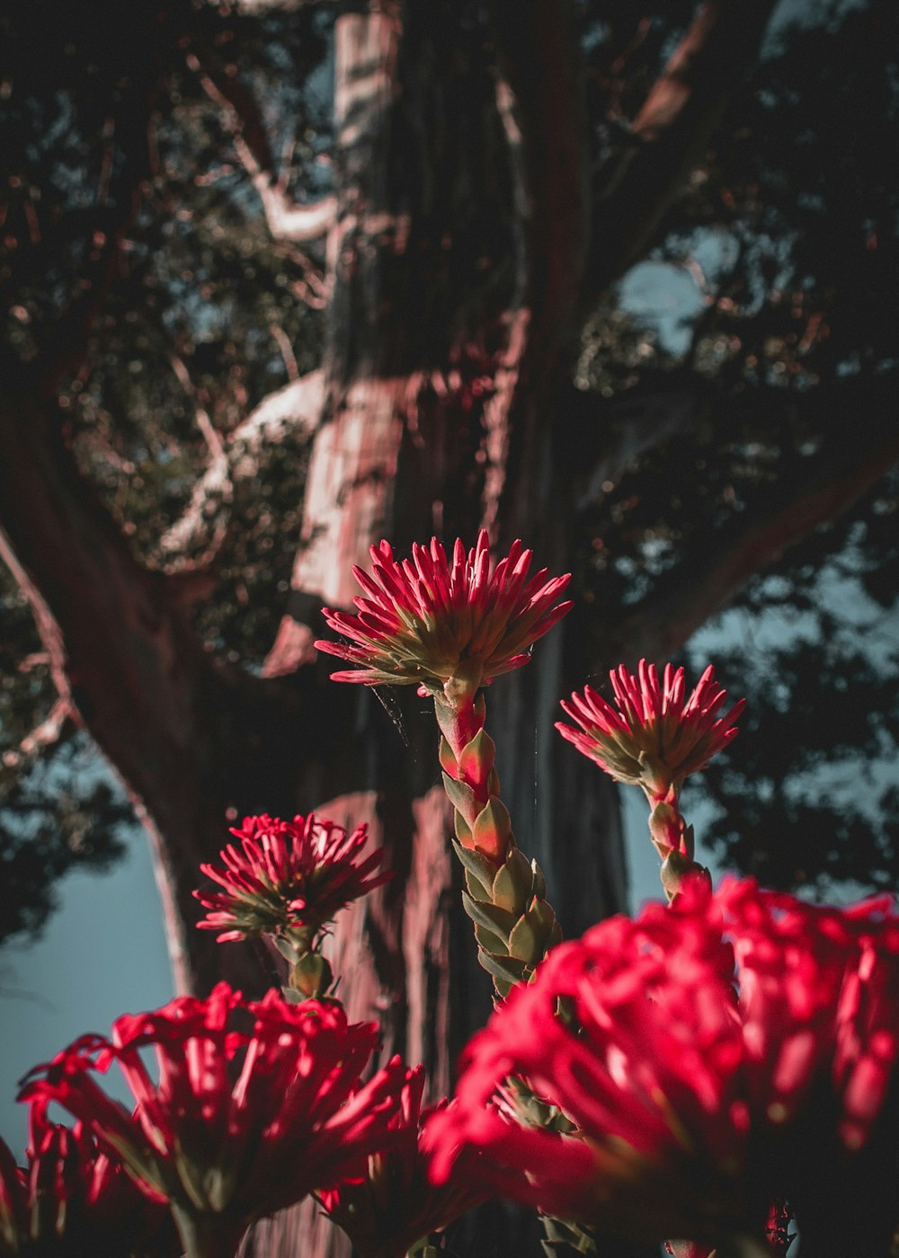 fleurs roses