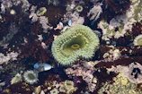 A vibrant tide pool teeming with marine life at low tide.
