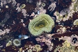 A vibrant tide pool scene featuring a central green sea anemone surrounded by various types of marine life. The background consists of rich brown and maroon algae interspersed with barnacles and small shells, providing a diverse and textured environment.