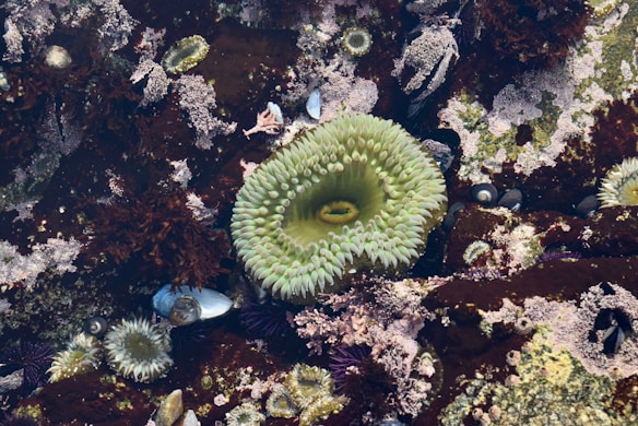 A vibrant tide pool scene featuring a central green sea anemone surrounded by various types of marine life. The background consists of rich brown and maroon algae interspersed with barnacles and small shells, providing a diverse and textured environment.