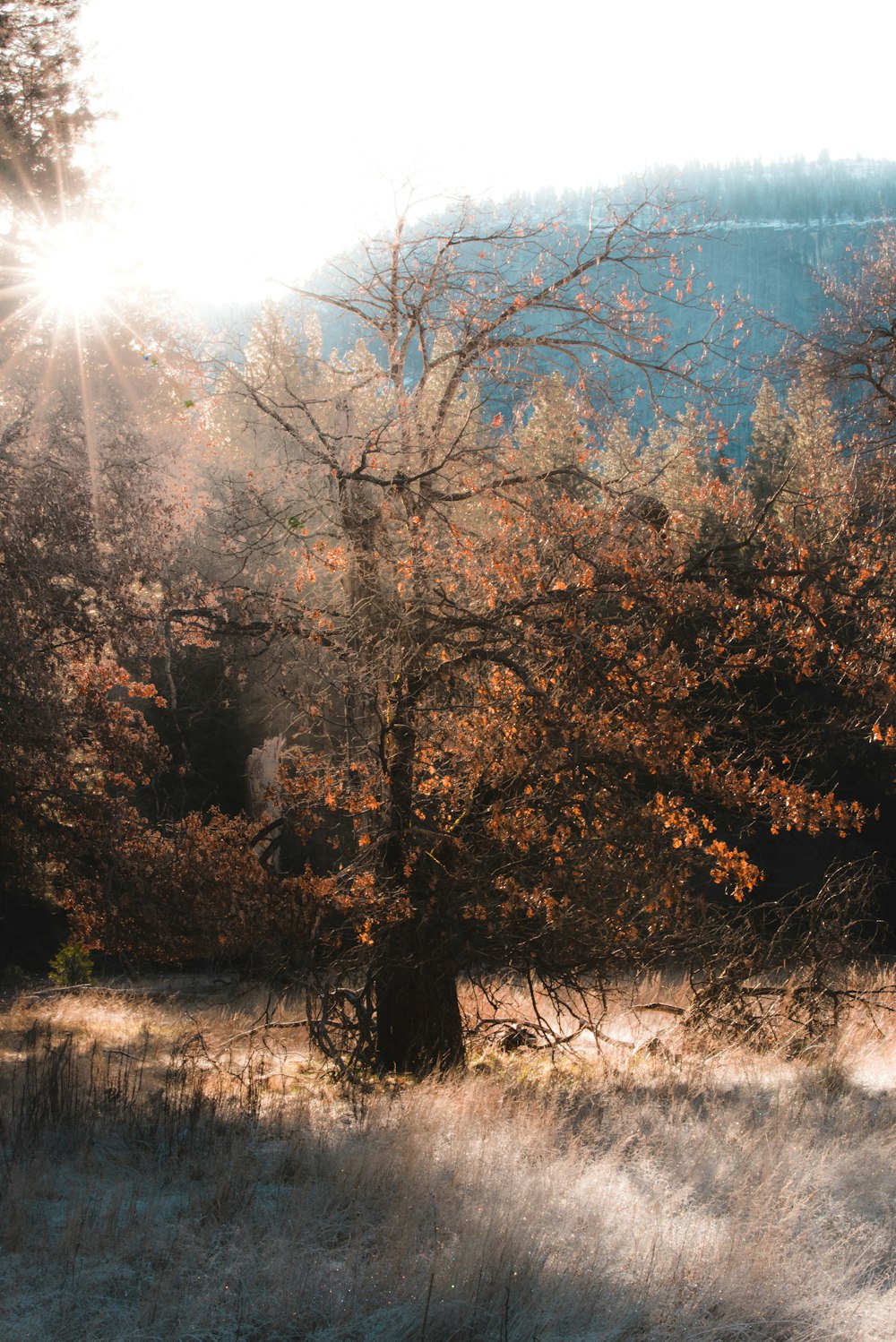 brown leafed tree