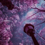 purple leafed trees under blue sky