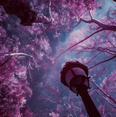 purple leafed trees under blue sky