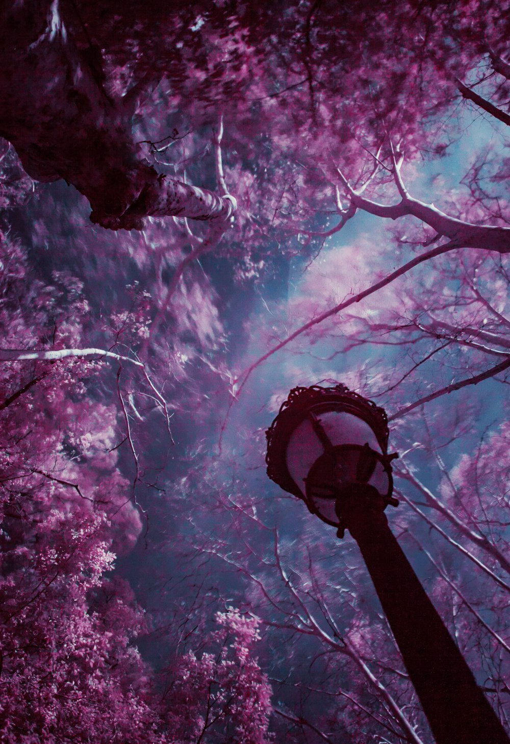 árvores de folhas roxas sob o céu azul