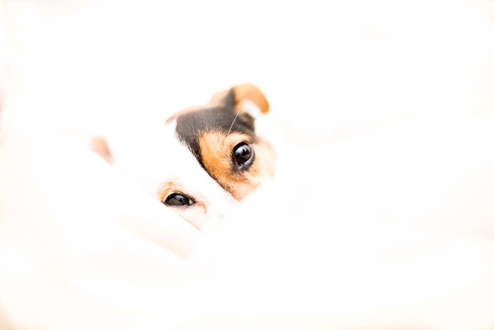 short-coated white and brown dog