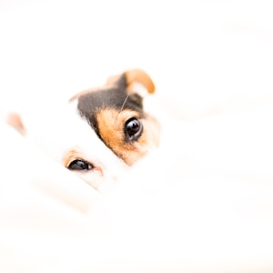 short-coated white and brown dog