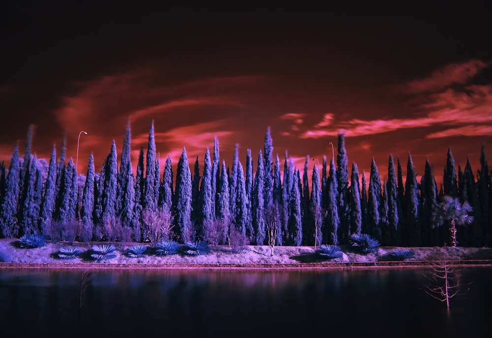 landscape photography of blue trees