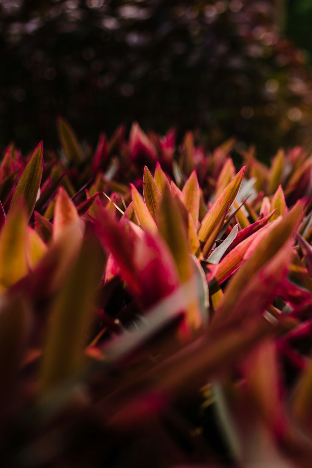 closeup photography of pink-and-brown leafed plants